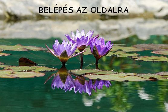 K&eacute;k t&uuml;nd&eacute;rr&oacute;zsa a jap&aacute;nkertben